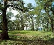 LE DEVELOPPEMENT DU SECTEUR FORESTIER